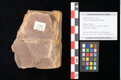 Foto (Objekt + Etikett) von Quercus palaeoilex Ettingshausen (NHMW-GEO-2024-0188-0789)